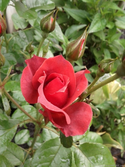 'Hot Cocoa ™ (Floribunda, Carruth 2001)' rose photo