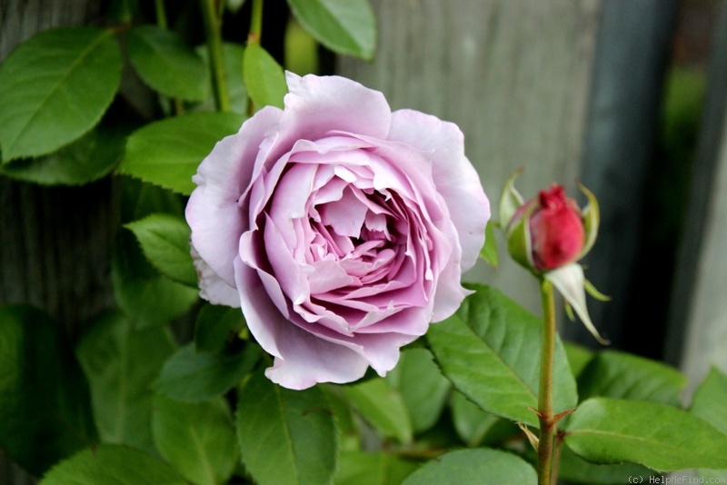 'Poseidon (floribunda, Kordes, 2004)' rose photo