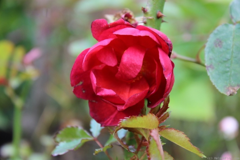 'Dragon's Blood' rose photo