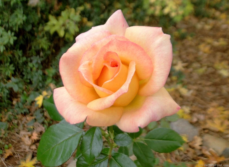 'Rainbow Sorbet ™' rose photo