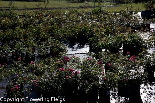 'Floweringfields Nursery'  photo