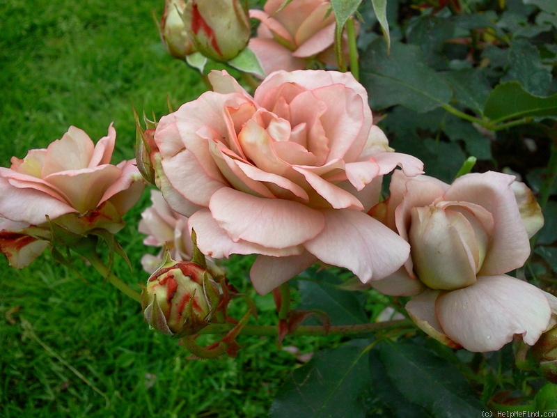 'Florian Massad ®' rose photo