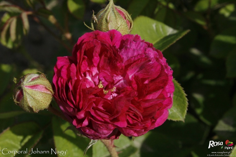 'Corporal Johann Nagy' rose photo