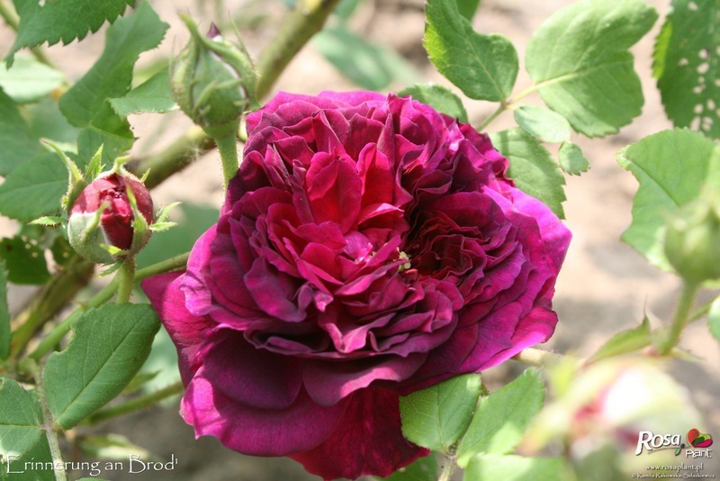 'Erinnerung an Brod' rose photo