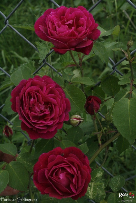 'Futtaker Schlingrose' rose photo