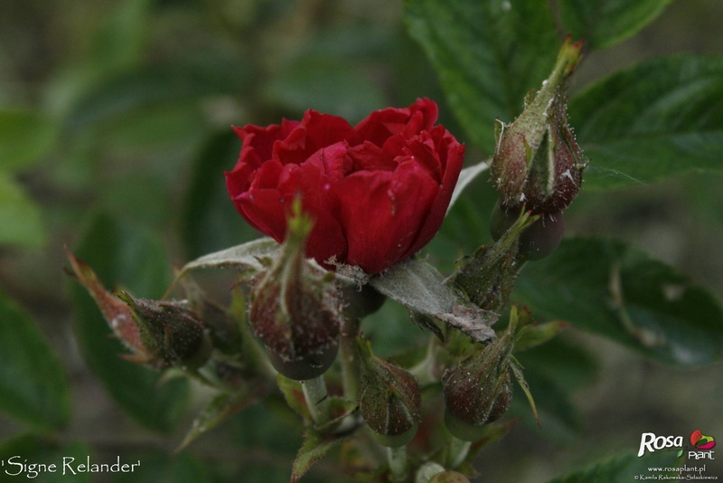 'Signe Relander' rose photo