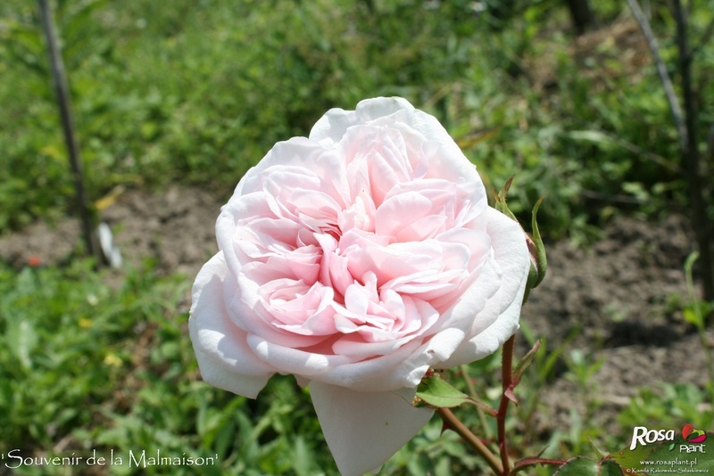 'Souvenir de la Malmaison' rose photo