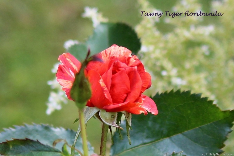 'Tawny Tiger' rose photo