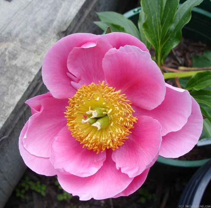 'Coral Tide' peony photo