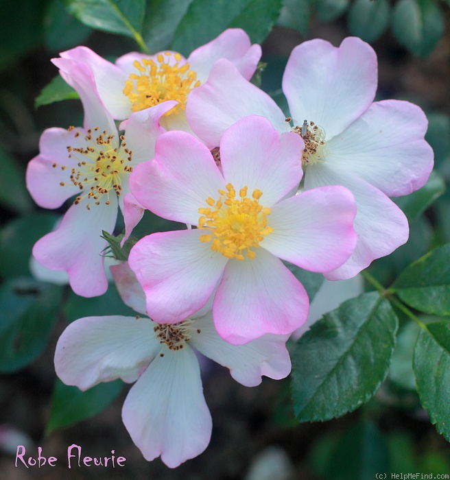 'Robe Fleurie' rose photo