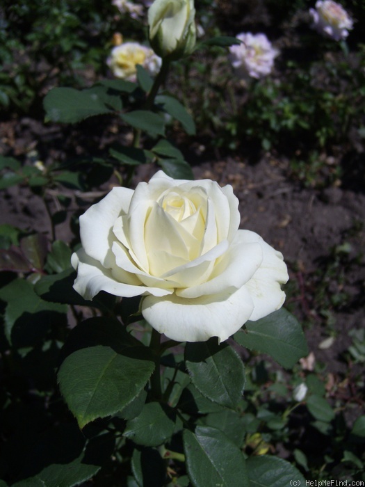 'Polo ™ (hybrid tea, Evers, 1997)' rose photo