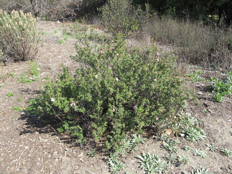 'R. minutifolia' rose photo