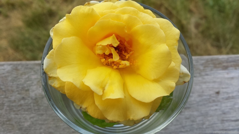 'Gypsy's Gold' rose photo