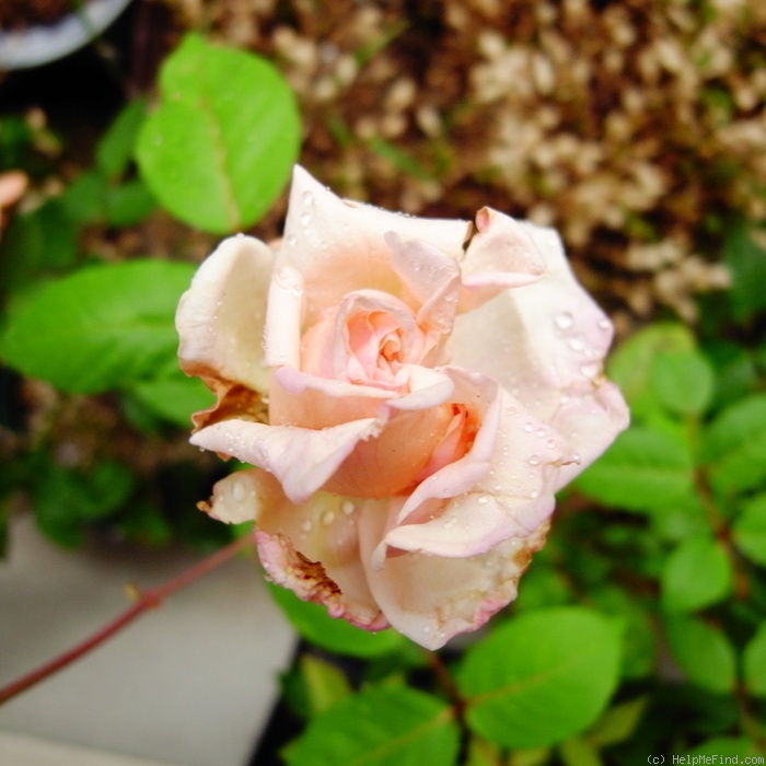 'Xiang Fen Lian' rose photo