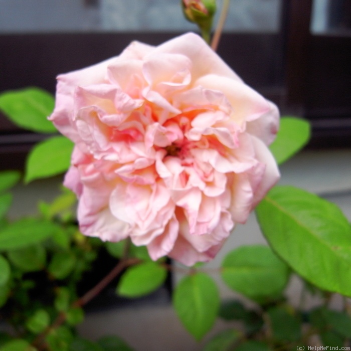 'Xiang Fen Lian' rose photo