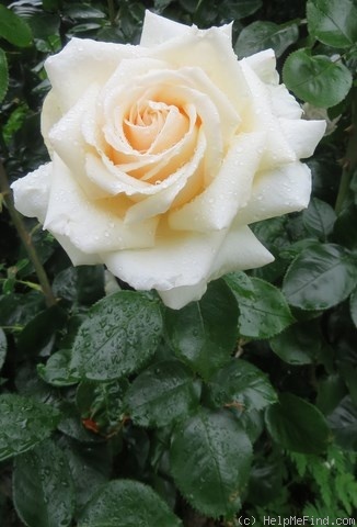 'Precious Michelle' rose photo
