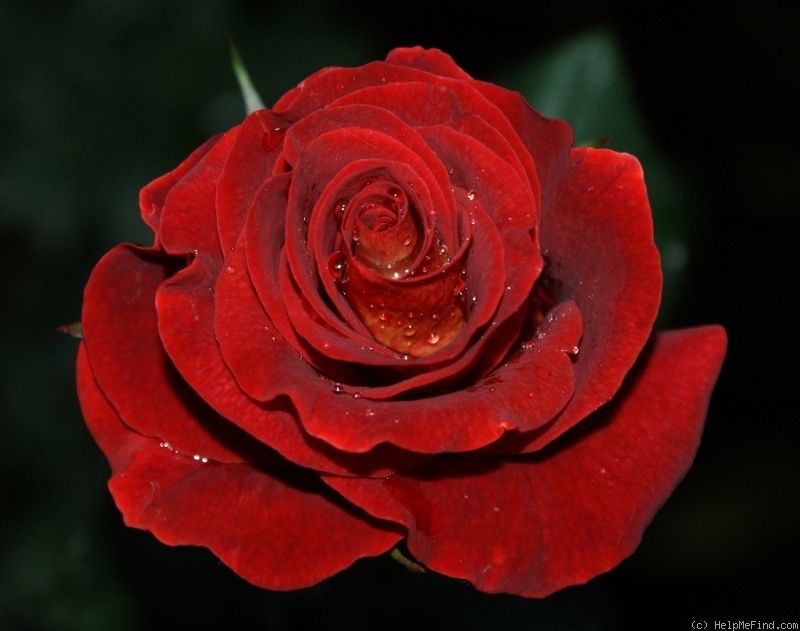 'Estelle ™ (hybrid tea, Olij 1997)' rose photo