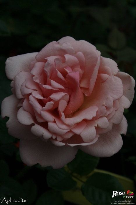 'Aphrodite ® (shrub, Evers/Tantau, 2000/06)' rose, click to enlarge 'Aphrodite ® (shrub, Evers/Tantau, 2000/06)' rose photo