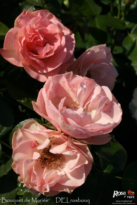 'Bouquet de Mariée (floribunda, Delbard, 2009)' rose photo