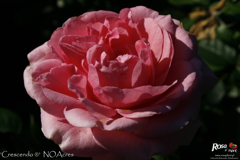 'Crescendo ® (floribunda, Noack, 2003)' rose photo