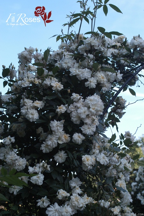 'Snow Goose' rose photo