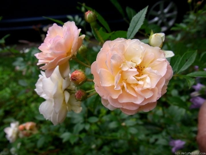 'Maria Josepha vom Elsterschloss' rose, click to enlarge 'Maria Josepha vom Elsterschloss' rose photo