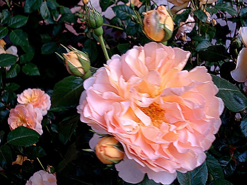 'Amélie Nothomb' rose photo