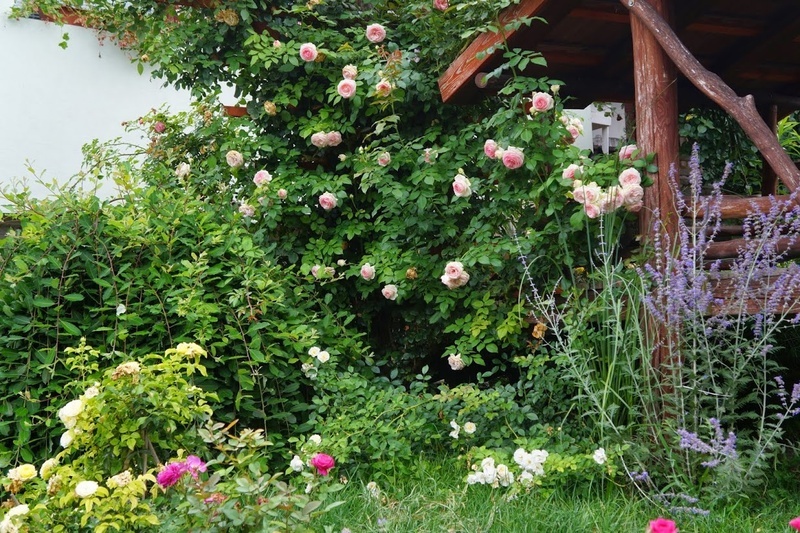'Ametiszt's garden in Hungary'  photo