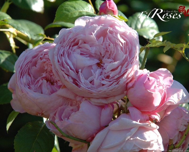 'Spirit Of Freedom' rose photo