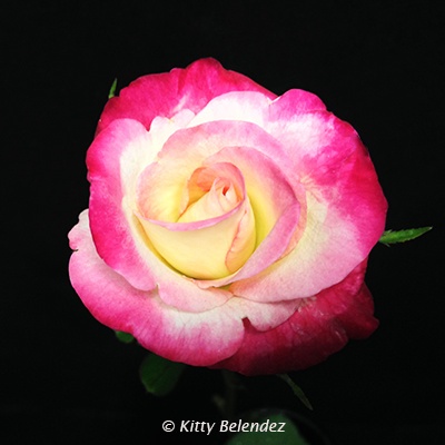 'Dr. Jim Hering' rose photo