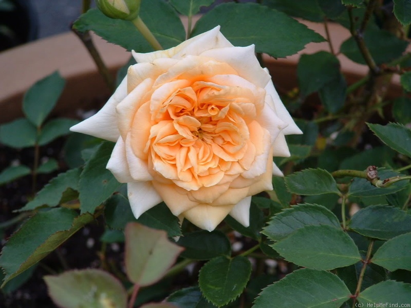 'October Moon' rose photo