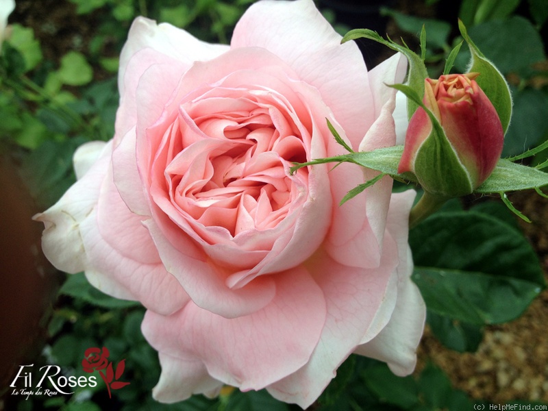 'Aphrodite ® (shrub, Evers/Tantau, 2000/06)' rose, click to enlarge 'Aphrodite ® (shrub, Evers/Tantau, 2000/06)' rose photo