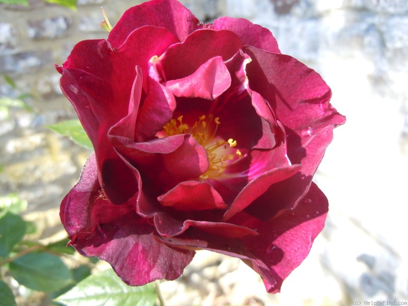 'Night Owl ™' rose photo