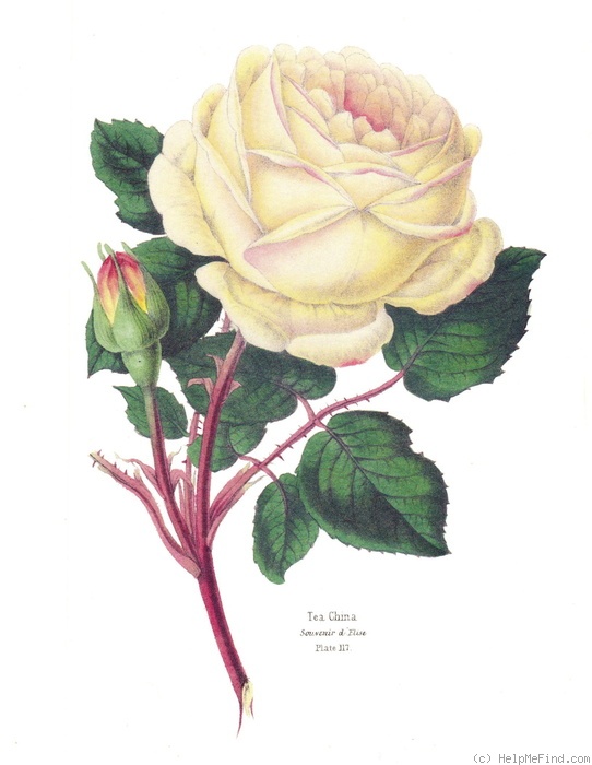 'Souvenir d'Elise Vardon' rose photo