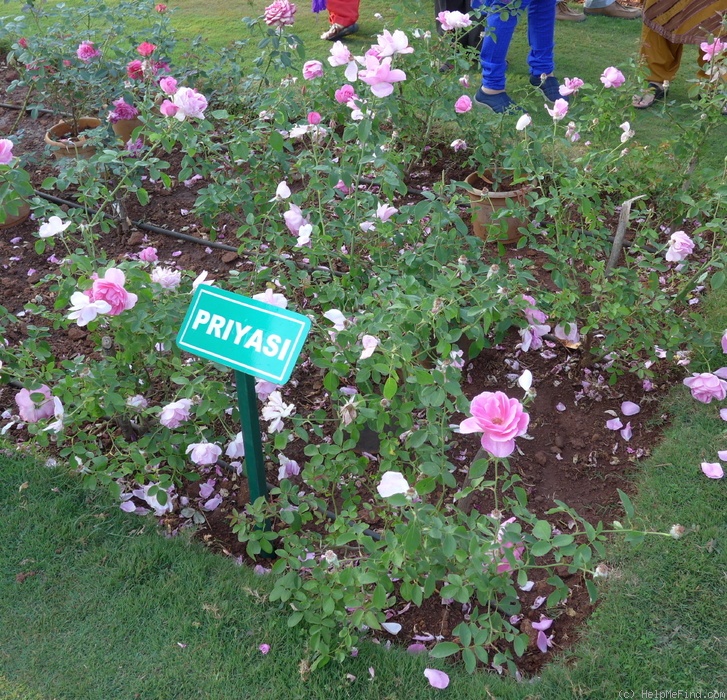 'Priyasi' rose photo