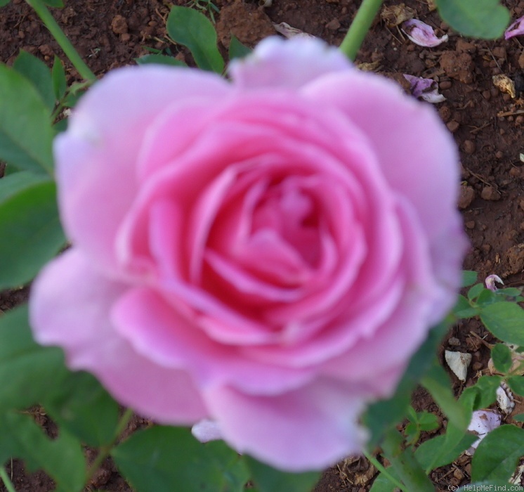 'Priyasi' rose photo