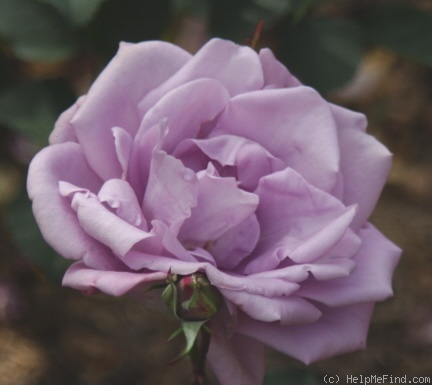 'Madame Violet' rose photo