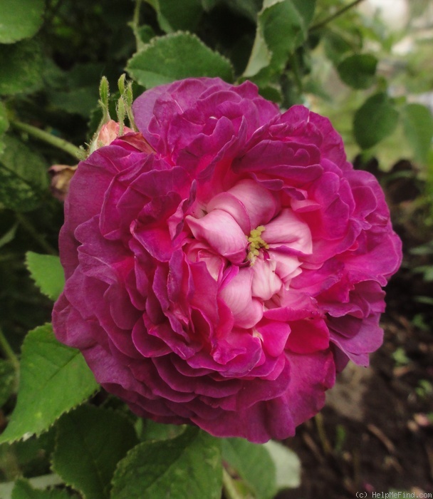 'Belle de Crécy (Gallica, Roeser, 1829)' rose photo