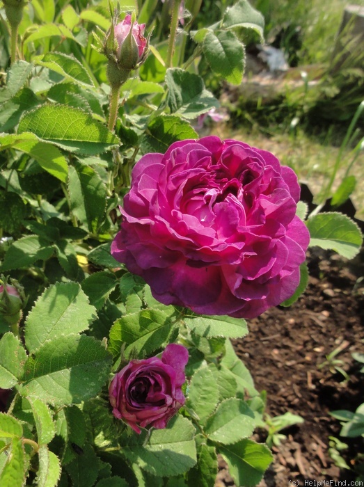 'Belle de Crécy (Gallica, Roeser, 1829)' rose photo