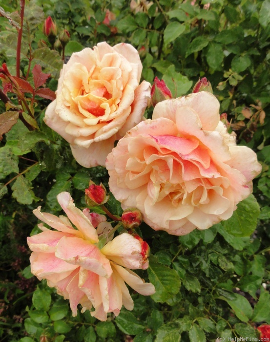 'Caramella ™ (shrub, Kordes before 2000)' rose photo