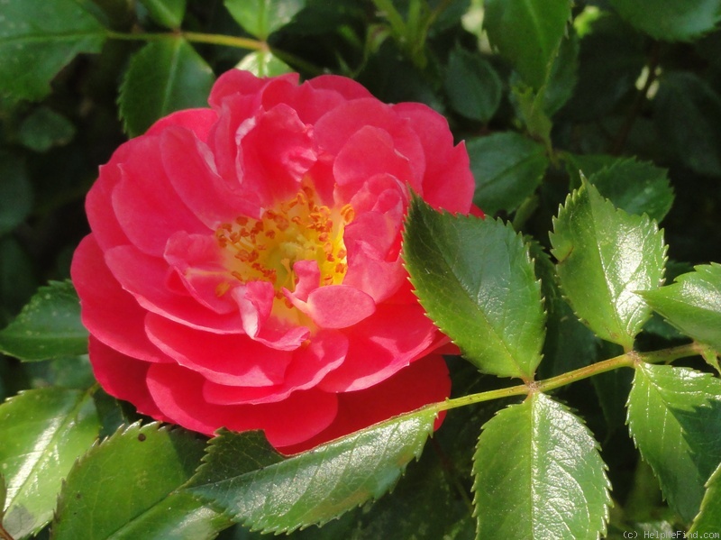 'Charmant ™ (miniature, Kordes 1998)' rose photo