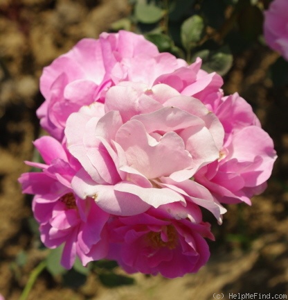 'Sadabahar' rose photo