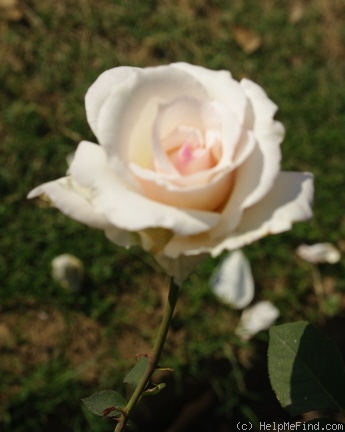 'Mother Teresa' rose photo