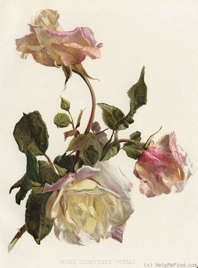 'Comtesse Vitali' rose photo