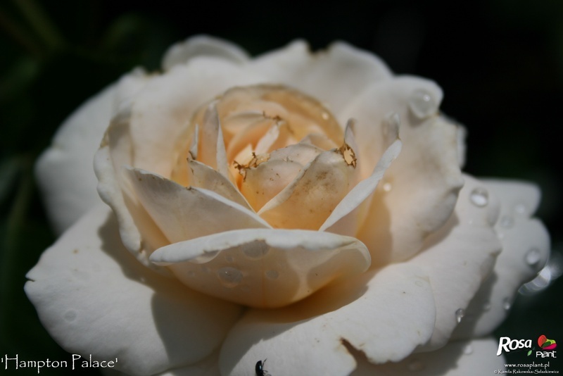 'Hampton Palace' rose photo