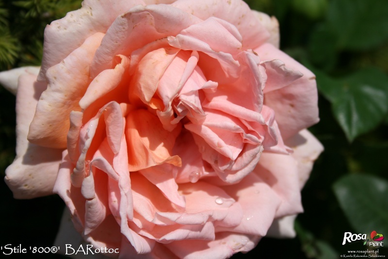 'Stile '800®' rose photo