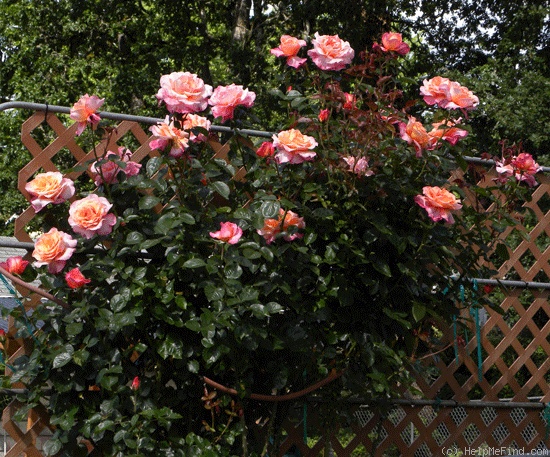 '10G-06' rose photo