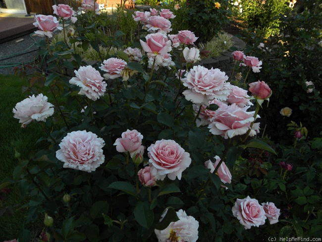 'Pink Carnation' rose photo