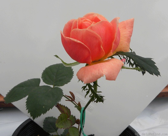 'Crested Gilead' rose photo