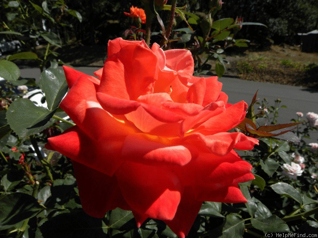 '16D-07' rose photo